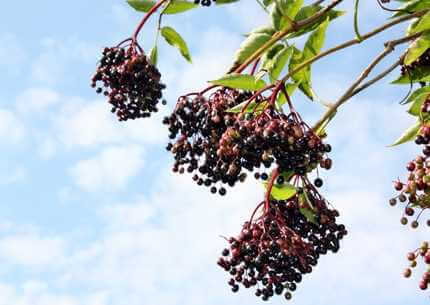 Черная бузина Эрсаг